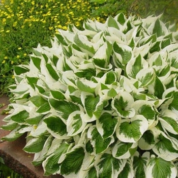 Hosta 'Brim Cup' 