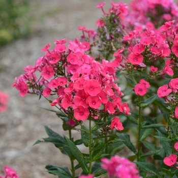 Phlox paniculata 'Grenadine Dream'