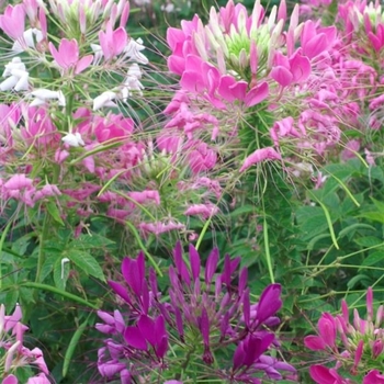 Cleome 'Queen Mix' 