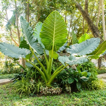Alocasia x portora 'Portodora' 