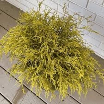 Chamaecyparis pisifera filifera 'King's gold' 