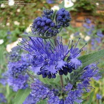 Caryopteris x clandonensis