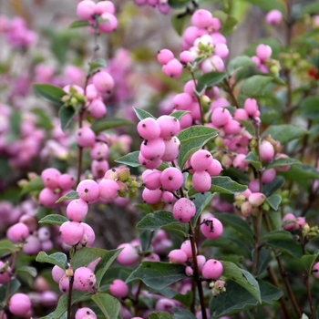 Ardisia crenata 'Beni Kujaku' 