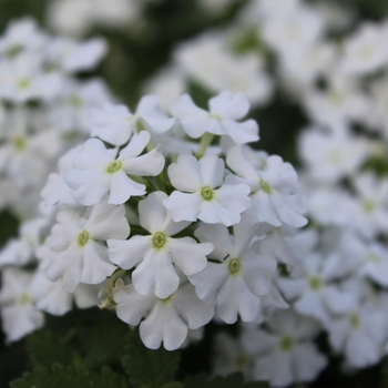 Verbena 'Compact Bordeaux' 