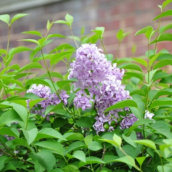 Syringa persica