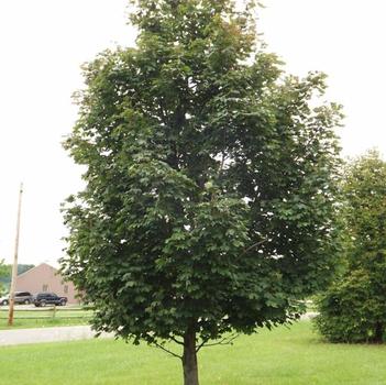 Acer platanoides 'Pond' PP4887