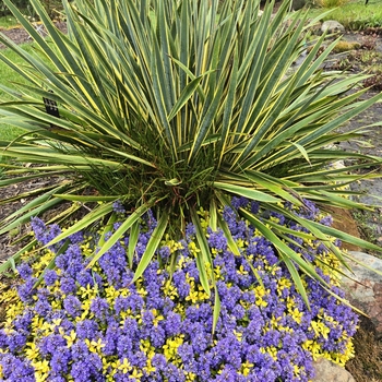 Ajuga 'Cordial Canary' USPP30298P3