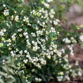 Symphoricarpos albus