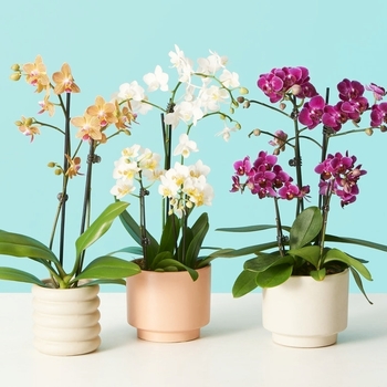 Phalaenopsis violacea