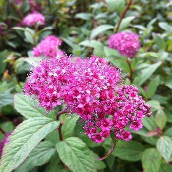Spiraea x bumalda 'Froebelii' 