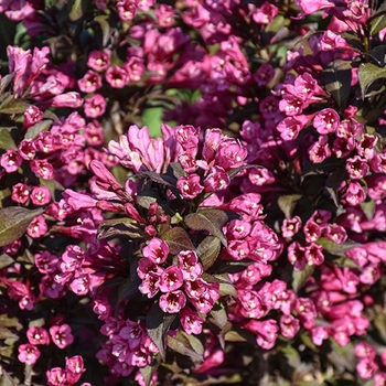 Weigela florida 'Veirwig3' 