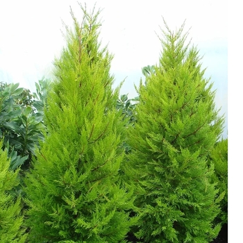 Cupressus macrocarpa 'Donard Gold' 