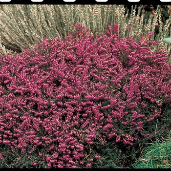 Erica darleyensis