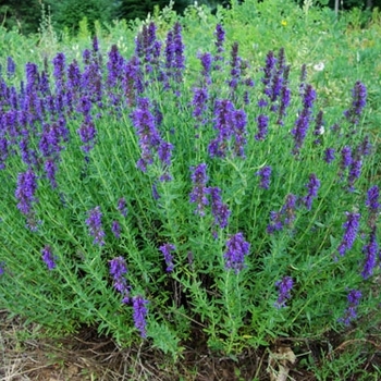 Hyssopus officinalis ssp. aristatus