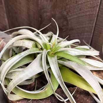 Tillandsia 