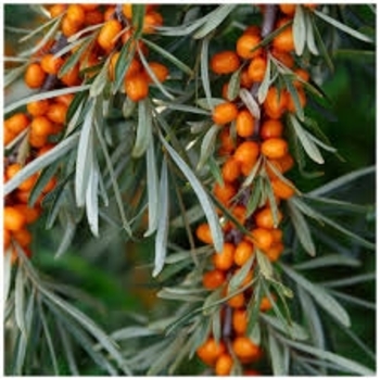 Hippophae rhamnoides 'Leikora'