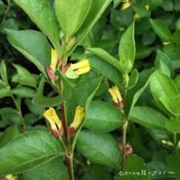 Lonicera involucrata