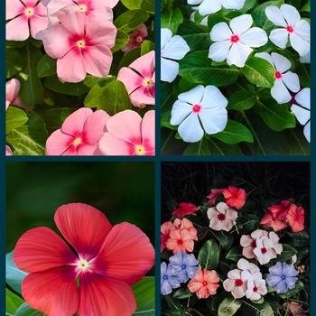 Catharanthus roseus