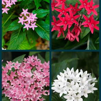 Pentas 