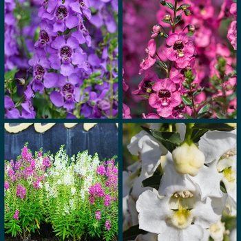 Angelonia angustifolia