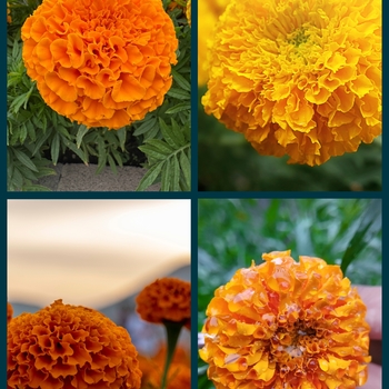 Tagetes erecta