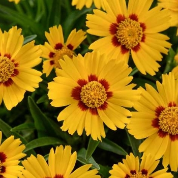 Coreopsis grandiflora 'Bright Touch' PP27268P2