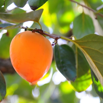 Diospyros kaki 'Hachiya'