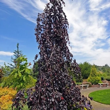 Fagus sylvatica 'Purple Fountain' 