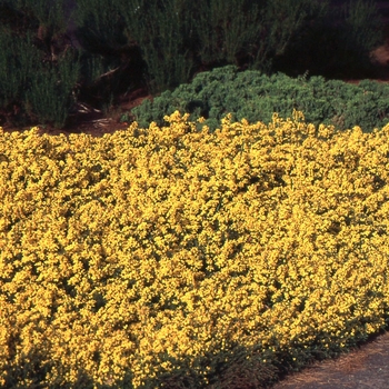 Genista pilosa 'Gold Flash' 