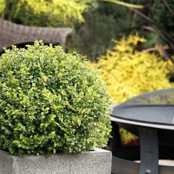 Ilex crenata 'Annys5' PP27631P3