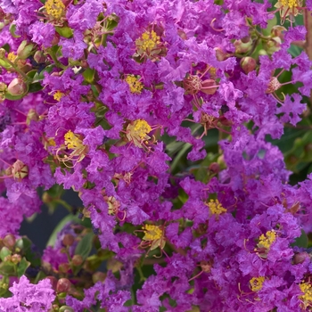 Lagerstroemia indica 'HOCH1065' PPAF