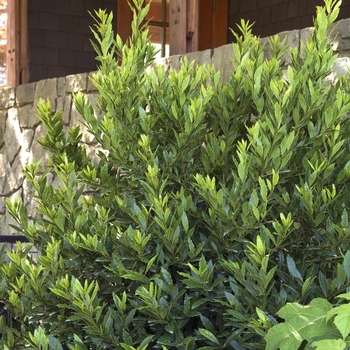 Laurus nobilis 'MonRik' PP25915