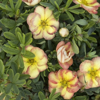 Potentilla fruticosa 'Hachapp' PPAF
