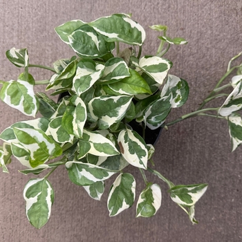 Epipremnum aureum 'Pearls and Jade'