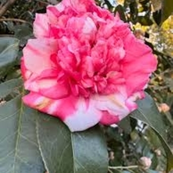 Camellia japonica 'Governor Mouton' 