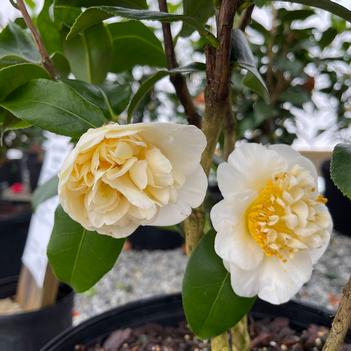 Camellia x williamsii 'Jury's Yellow' 