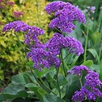 Limonium perezii