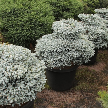 Abies koreana 'Kahout's Icebreaker'