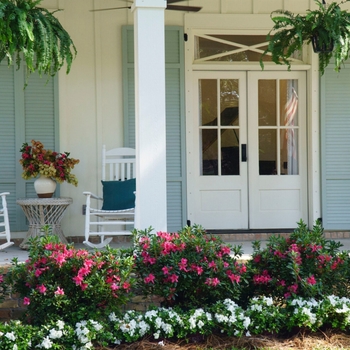 Rhododendron 'Series' 19,181