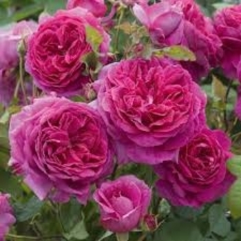 Rosa 'Young Lycidas' 