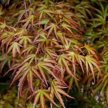 Acer palmatum 'Kamagata'