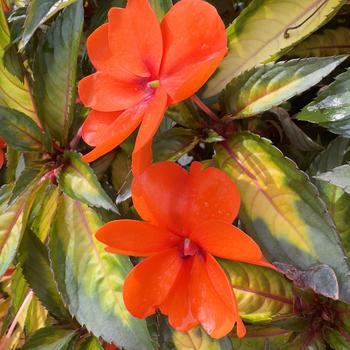 Impatiens 'SAKIMP038' PP28562