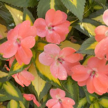 Impatiens 
