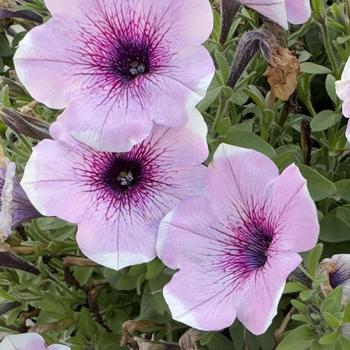 Petunia 'Potunia Plus Lavender Touch' 