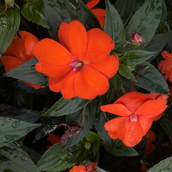 Impatiens 'SAKIMP010'