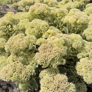 Sedum telephium 'Frosted Fire' (318814)