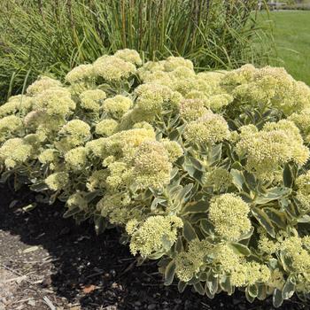 Sedum telephium 'Frosted Fire' 