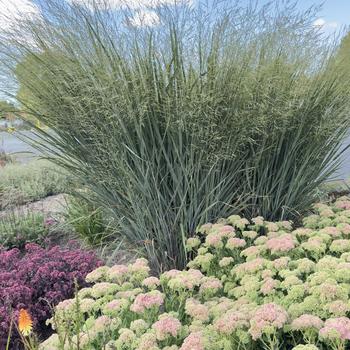 Panicum virgatum Prairie Winds® 'Totem Pole' (318819)