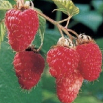 Rubus idaeus 'Latham' 