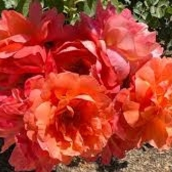 Rosa 'Above All™' PPAF